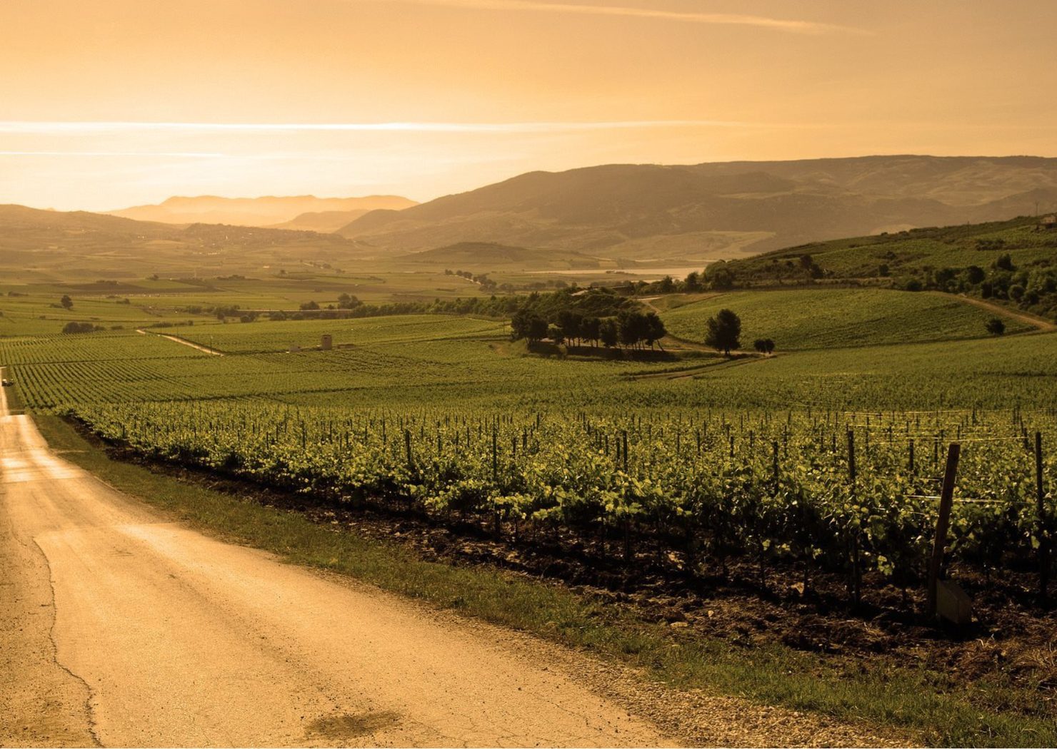 Warm Sicilian vineyard landscape